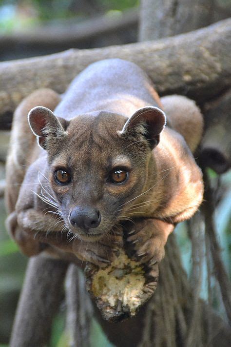 The Fossa is a carnivorous predator native to Madagascar. It has retractable claws and purrs ...