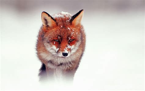 Red Fox Wallpapers - Wallpaper Cave