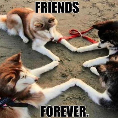 Top 31 Friendship Memes | Funny dog memes, Funny friend memes, Friendship memes