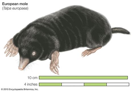 An Overview of a Mole's Internal Anatomy