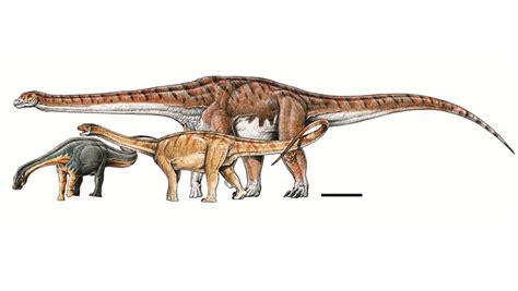 Titanosaur Fossil in Argentina May Belong to the Largest Land Animal Ever