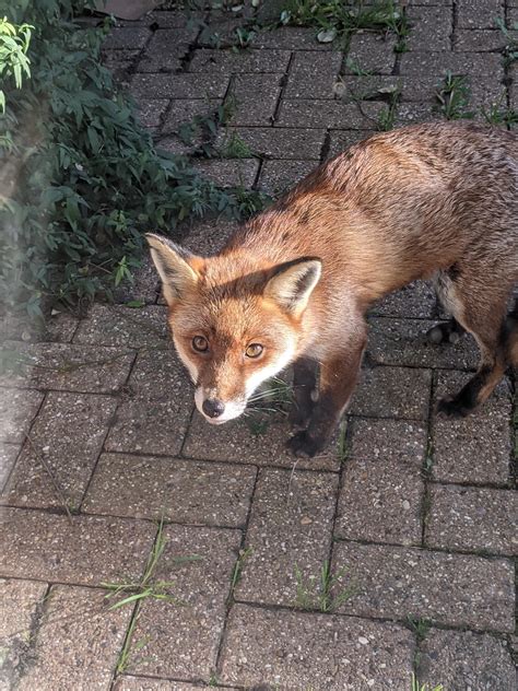 Urban fox in my back garden :) : foxes