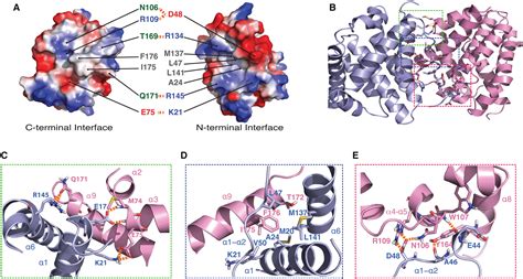 An Autoinhibited Dimeric Form of BAX Regulates the BAX Activation Pathway: Molecular Cell