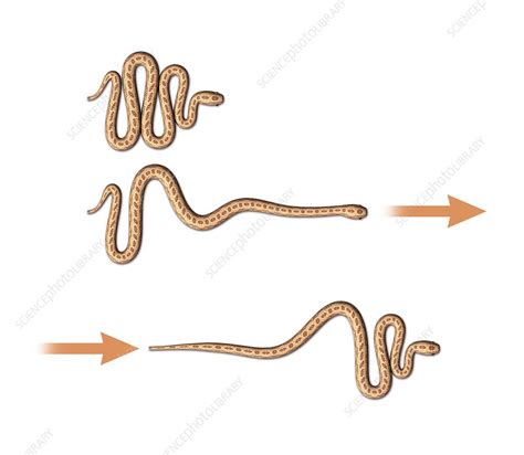 Snake movement, artwork - Stock Image - C016/7698 - Science Photo Library