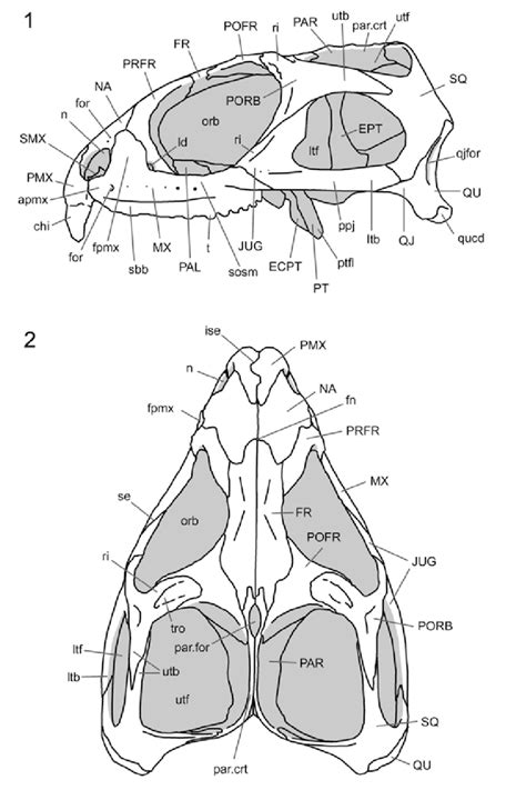 Skull of Sphenodon. 2.1 lateral view (specimen OMNH 908). 2.2 Dorsal... | Download Scientific ...