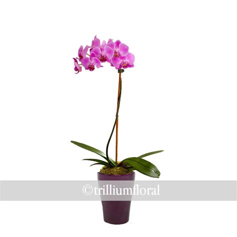 orchid – single stem – TRILLIUM FLORAL