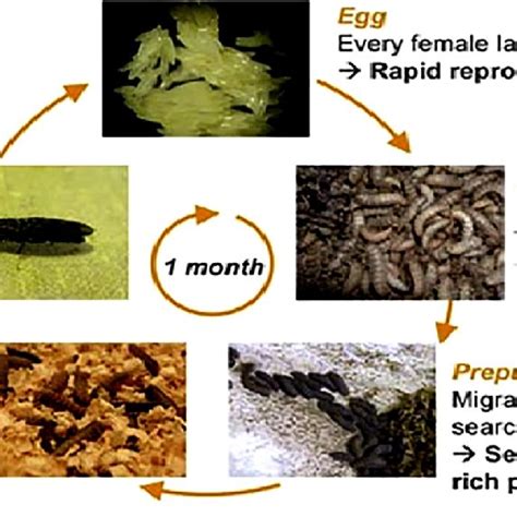 Schematic diagram illustrate the life cycle of the black soldier fly,... | Download Scientific ...