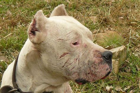 EADD TV / VIDEO CHANNEL: Dogo argentino vs Puma - Pelea a muerte ...