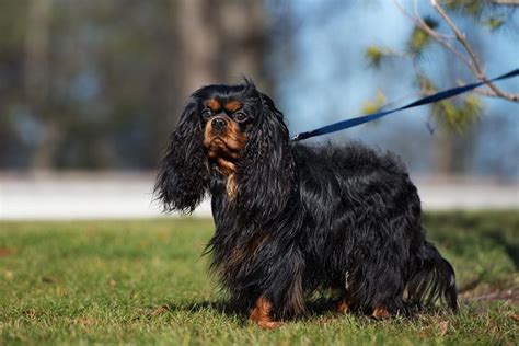 How to Groom a Cavalier King Charles Spaniel – American Kennel Club