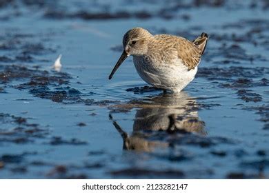 4,098 Dunlin Bird Images, Stock Photos & Vectors | Shutterstock