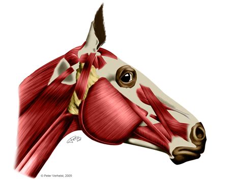 Muscles of a horse head by Peter-AndTheWolf on DeviantArt