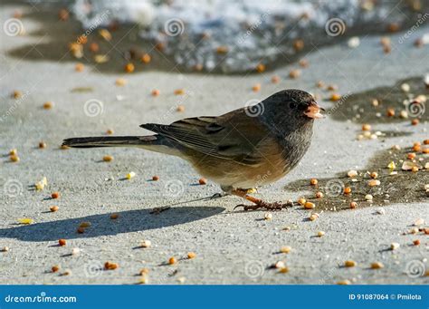 Junco Feeding stock photo. Image of background, canada - 91087064