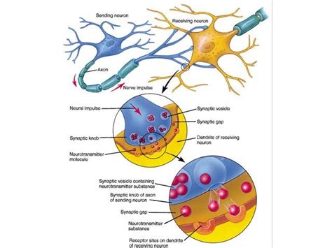 receiving of neurotransmitters | Medical pictures, Brain anatomy, Neuroscience