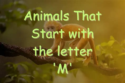 Animals That Start With M (Photos & Interesting Facts)