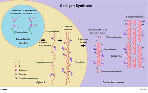 Collagen - Biochemistry - Medbullets Step 1