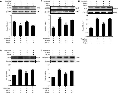 Frontiers | Rescue of HSP70 in Spinal Neurons Alleviates Opioids-Induced Hyperalgesia via the ...