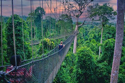 24 Top Tree Top Walks And Canopy Walkways In The World