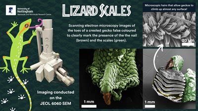 Under the Microscope August 2023 Winner - The University of Nottingham