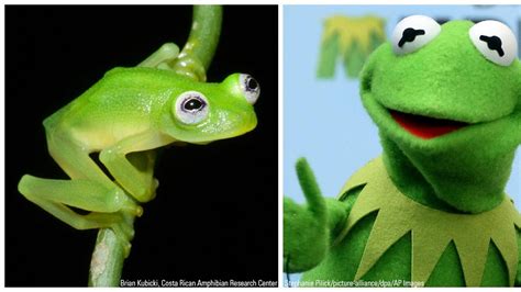 Newly discovered Costa Rican glass frog species is a Kermit look-alike | Fox News