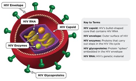 The HIV Life Cycle - TheBody.com