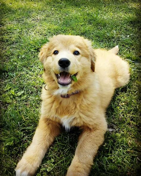 Golden Retriever Mix - A-Z Animals