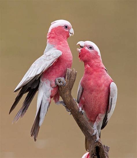 Galah Cockatoos (Eolophus roseicapilla) Australia, Philippines and ...