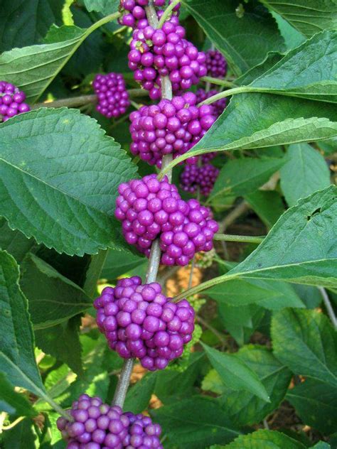 Six native Southeast Texas plants to attract birds