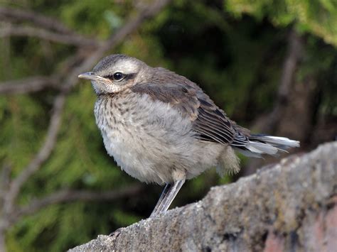 Mimidae sp. - eBird