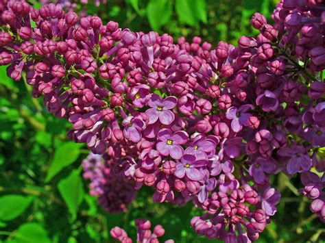 File:Syringa vulgaris 003.JPG