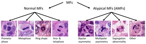 Veterinary Sciences | Free Full-Text | Atypical Mitotic Figures Are Prognostically Meaningful ...