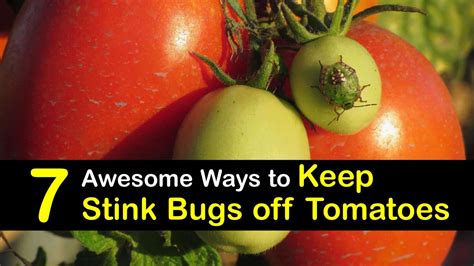 7 Awesome Ways to Keep Stink Bugs off Tomatoes