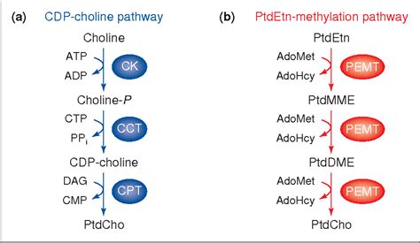 Figure 4 from Interactions among pathways for phosphatidylcholine metabolism, CTP synthesis and ...