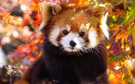 Black Brown Red Panda in foglie colorate Bokeh sfondo Panda HD Desktop wallpaper: Widescreen ...