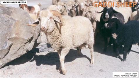 Gaddi Sheep | Sheep breeds, Breeds, Sheep