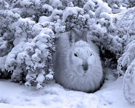 Rabbit's Burrow - a photo on Flickriver | Rabbit burrow, Animals, Bunny rabbit