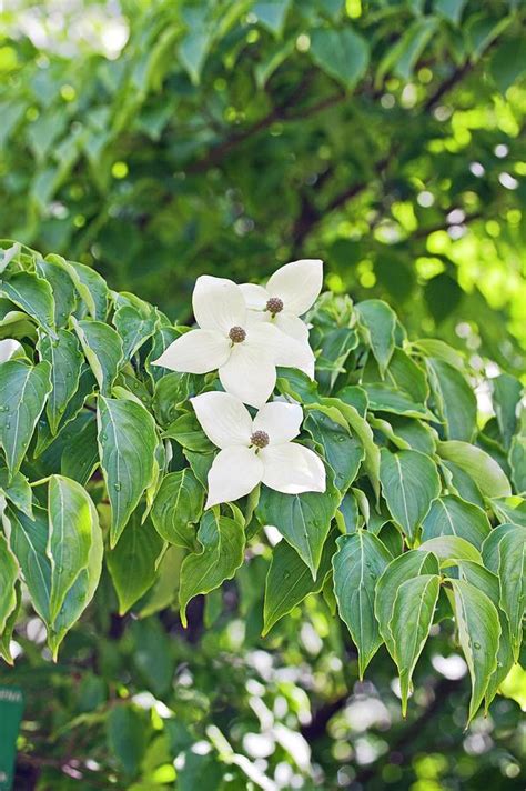 Kousa Dogwood (cornus Kousa) Photograph by Dan Sams