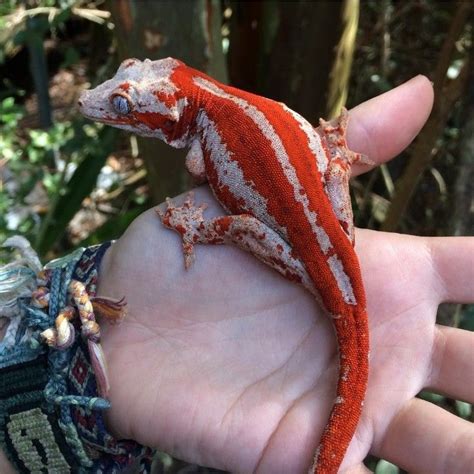 Gargoyle gecko in fab red stripes | Cute reptiles, Reptiles pet ...