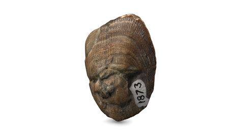 Lingula Fossil - 3D model by CSULB Geology (@richard.behl) [97ba3f6] - Sketchfab