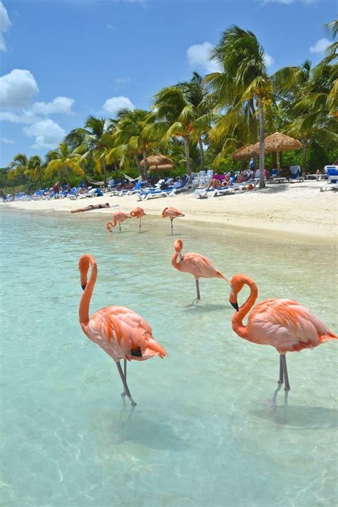 Flamingo Beach - Renaissance Island, Aruba #resort #travel Vacation Destinations, Dream ...