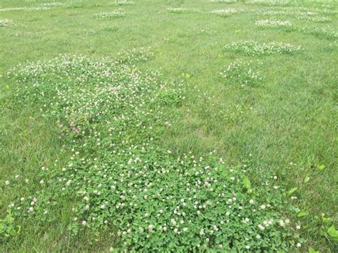 White clover exploding in lawns - MSU Extension