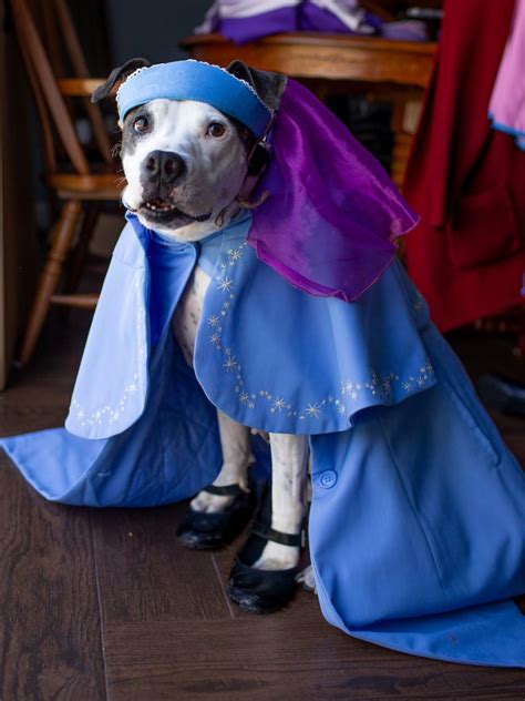 Disney Springs Cast Members’ Pets Are Dressed To Impress in Costumes ...