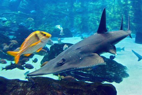 Download Fish Animal Shark Fin Guitarfish HD Wallpaper