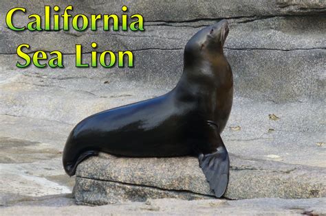 California Sea Lion Facts, Pictures, Video & In-Depth Info for Kids & Adults