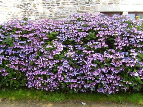 Free picture: flowered, hedge, hydrangea