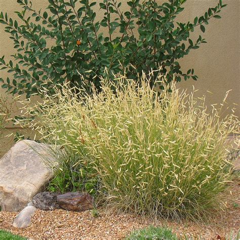 Blonde Ambition Blue Grama Grass, Bouteloua gracilis | High Country Gardens