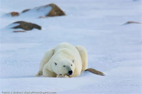 Winter Wildlife photo gallery - AlaskaPhotoGraphics