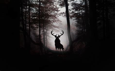 Deer Forest HD Wallpapers - Wallpaper Cave