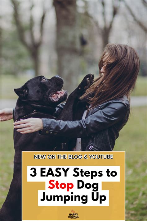 3 EASY Steps to Stop Dog Jumping on You - Showit Blog