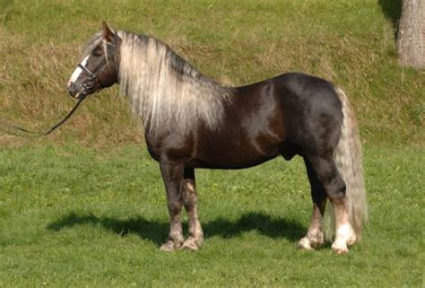 Black Forest Horse Info, Origin, History, Pictures