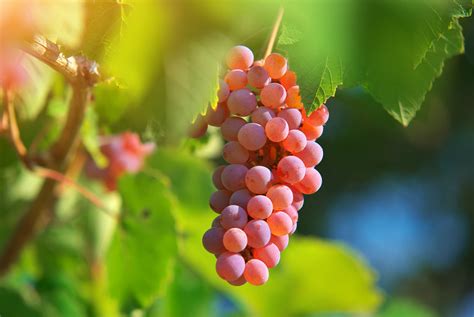 How To Find The Best Sweet Red Wine - Vino Del Vida